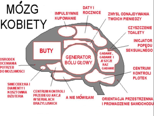 Mózg kobiety