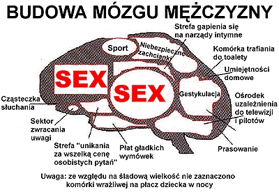 Mózg mężczyzny