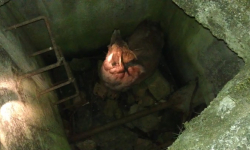 Uwolnili zwierze z pułapki