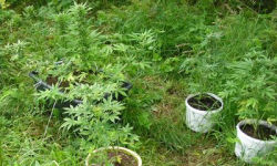 Zatrzymany za uprawę marihuany