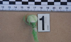 Złapany z ukradzionym sprzętem i amfetaminą