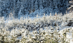 Leśny monitoring zapobiega kradzieży choinek
