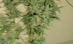 Skonfiskowano 1600 porcji marihuany