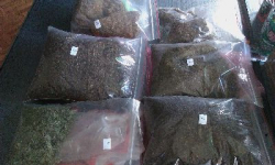 38-latek z prawie 2 kg marihuany