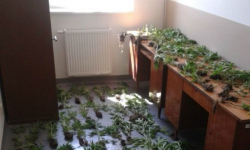 Zlikwidowane dwie uprawy konopi