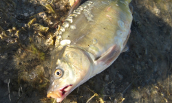 Przebadano śnięte ryby na Nysie Kłodzkiej. Wyniki badań nie rozwiewają wątpliwości