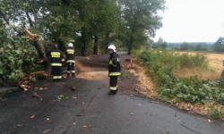 Silny wiatr łamie drzewa i gałęzie. Interweniują strażacy