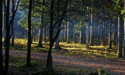 Policjanci i straż leśna szukali 86-latka. Stracił orientację w terenie
