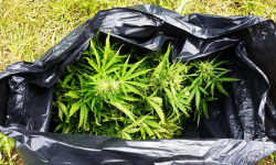 Uprawiał marihuanę w leśnym zagajniku