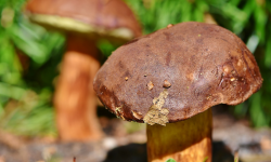 Bezpieczne grzybobranie. Porady ząbkowickiego sanepidu