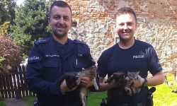 Niecodzienna interwencja policjantów. Mundurowi uratowali cztery małe kotki