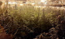 Hodowali marihuanę w piwnicy budowanego domu. „Rodzinna” plantacja konopi zlikwidowana