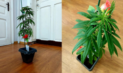 Zasadził w doniczce przed domem krzak. Teraz odpowie za hodowlę marihuany