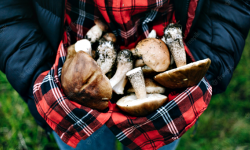 Wybierasz się na grzyby? Policja apeluje o rozwagę