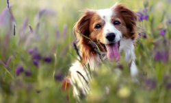 Zwierzęta też mają prawa. 4 października obchodziliśmy Światowy Dzień Praw Zwierząt