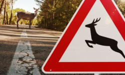 Kolizje z dziką zwierzyną. Policja apeluje o szczególną ostrożność w pobliżu lasów i pól