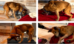 Wygłodzony pies i burza w sieci. Straż Miejska w Ziębicach publikuje oświadczenie po zarzutach DIOZ