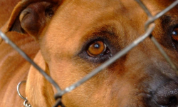 W Bystrzycy Kłodzkiej pies pogryzł trzyletnią dziewczynkę