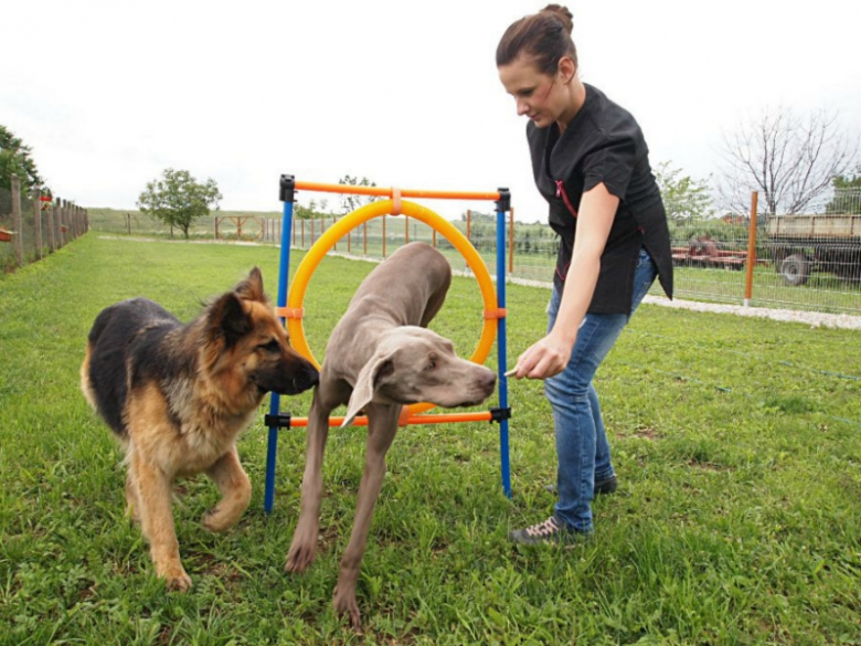 Wyjeżdżasz na urlop - pozostaw psa w hotelu