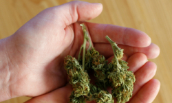 Zatrzymani za posiadanie i sprzedaż narkotyków 