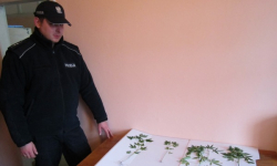 15- latek handlował marihuaną w mieszkaniu