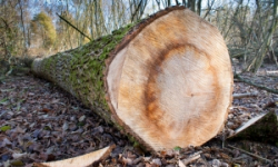 Nielegalnie wycinali drzewa 
