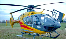 Zaatakowała go świnia