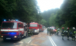 Drzewa i kolizje na drogach