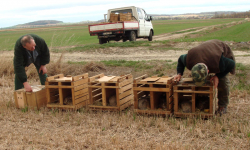 Ponad 200 zajęcy na wolności