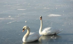 Pomianów Dolny: Strażacy uwalniali łabędzia