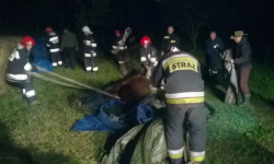 Strażacy gasili pożar i ratowali konia