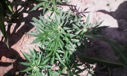 Marihuana ukryta w kukurydzy