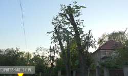 Gmina zleciła ogołocenie drzew. Dlaczego? - pyta Czytelnik