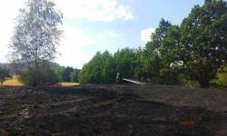 Strażacy gasili pożar traw pod lasem i ściągali z dachu małego psa