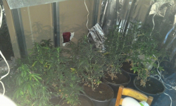 Uprawiali konopie. Wpadli w ręce policji