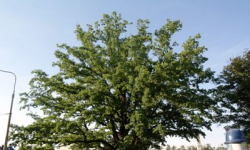 Zanieczyszczone miasta. Będą pieniądze na walkę ze smogiem