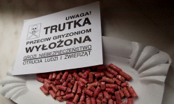 Plaga szczurów w mieście. Urzędnicy apelują: nie dokarmiajcie zwierząt!