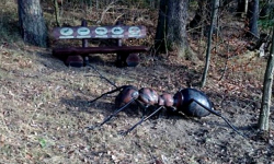 Gigantyczna mrówka na szlaku turystycznym 