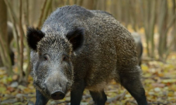 Koła łowieckie odstrzeliwują za mało dzików 
