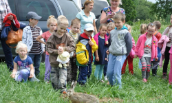 Setka kolejnych zajęcy na wolności