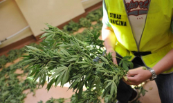 Odkryli nielegalną uprawę konopi. Szukają właściciela
