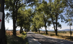 Wytną chore drzewa przy drodze i usuną zwisające gałęzie