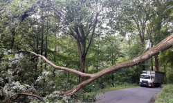 Strażacy usuwali drzewo powalone na jezdnię