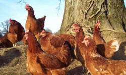 Wysoce zjadliwa grypa ptaków. Powiatowy Lekarz Weterynarii przypomina o obowiązkach
