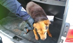 Policjanci uratowali topiącego się pieska