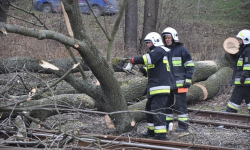 Powalone drzewo na torach. Pociągi jadą jednak zgodnie z planem