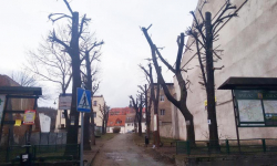 Ogłowione drzewa w centrum miasta. Mieszkańcy oburzeni, władze wyjaśniają