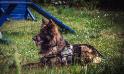 Policja chce kupić psa tropiącego