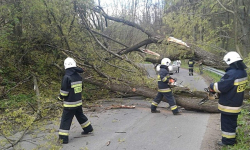 Powalone drzewa i zadymienie w markecie [raport ząbkowickiej straży pożarnej]
