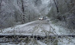 Powalone drzewa utrudniały ruch